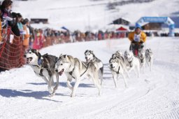 Lenk 2013